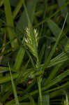 Asian shortstem sedge